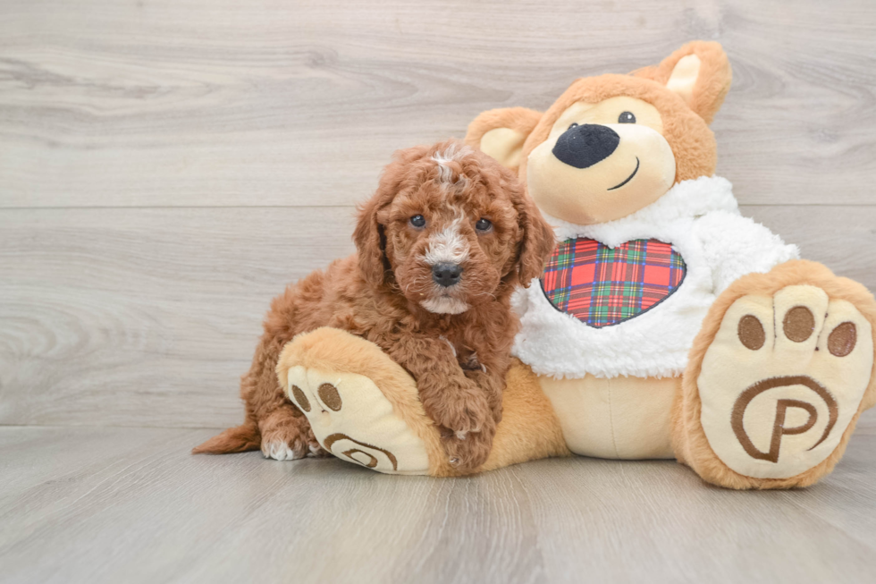 Smart Mini Goldendoodle Poodle Mix Pup