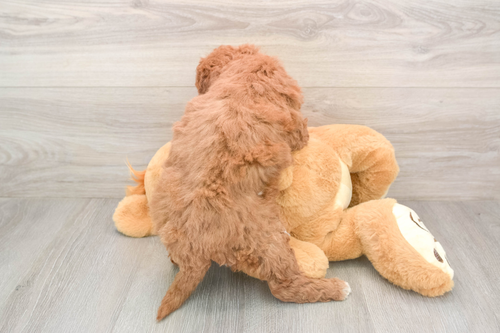 Mini Goldendoodle Pup Being Cute