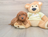 7 week old Mini Goldendoodle Puppy For Sale - Premier Pups