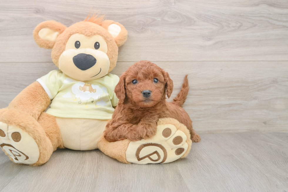 Best Mini Goldendoodle Baby