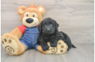 Mini Goldendoodle Pup Being Cute