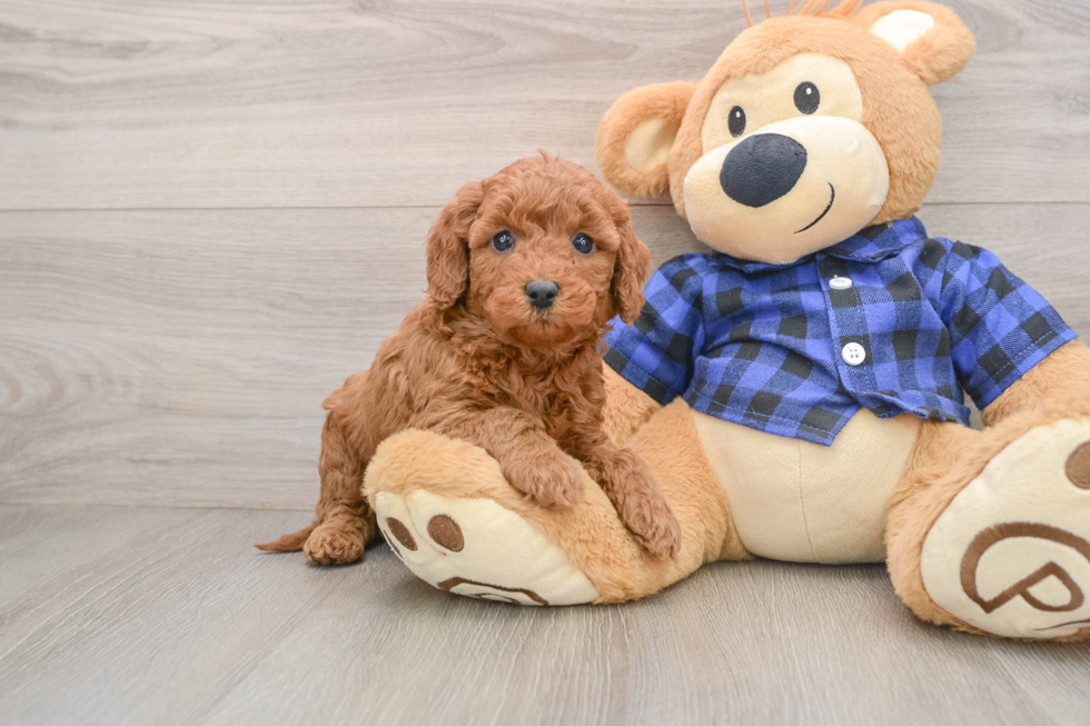 Best Mini Goldendoodle Baby