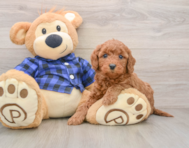 7 week old Mini Goldendoodle Puppy For Sale - Premier Pups