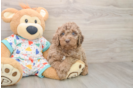 Best Mini Goldendoodle Baby