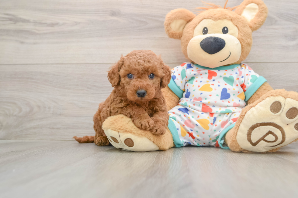 Mini Goldendoodle Puppy for Adoption