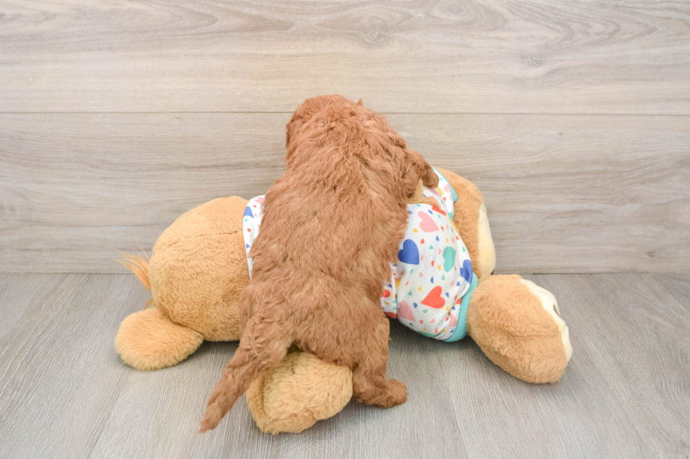 Playful Mini Groodle Poodle Mix Puppy