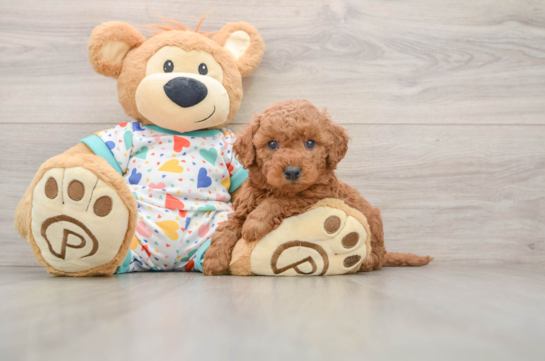 Mini Goldendoodle Puppy for Adoption