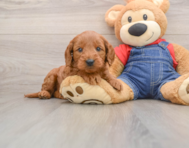 8 week old Mini Goldendoodle Puppy For Sale - Premier Pups