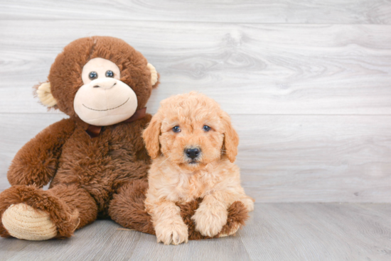 Petite Mini Goldendoodle Poodle Mix Pup