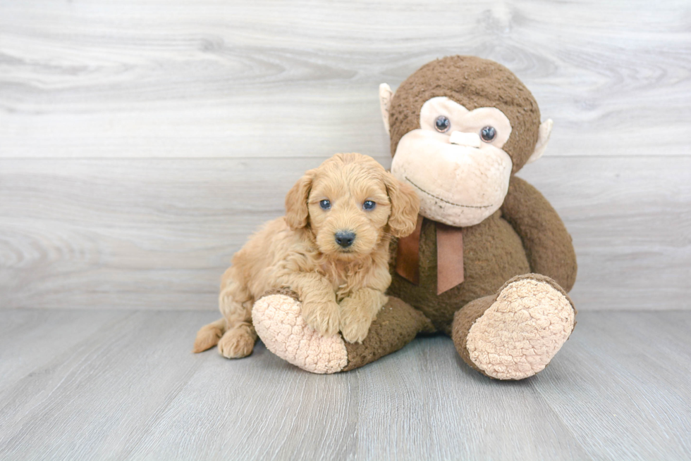 Fluffy Mini Goldendoodle Poodle Mix Pup