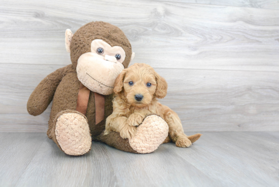 Mini Goldendoodle Pup Being Cute