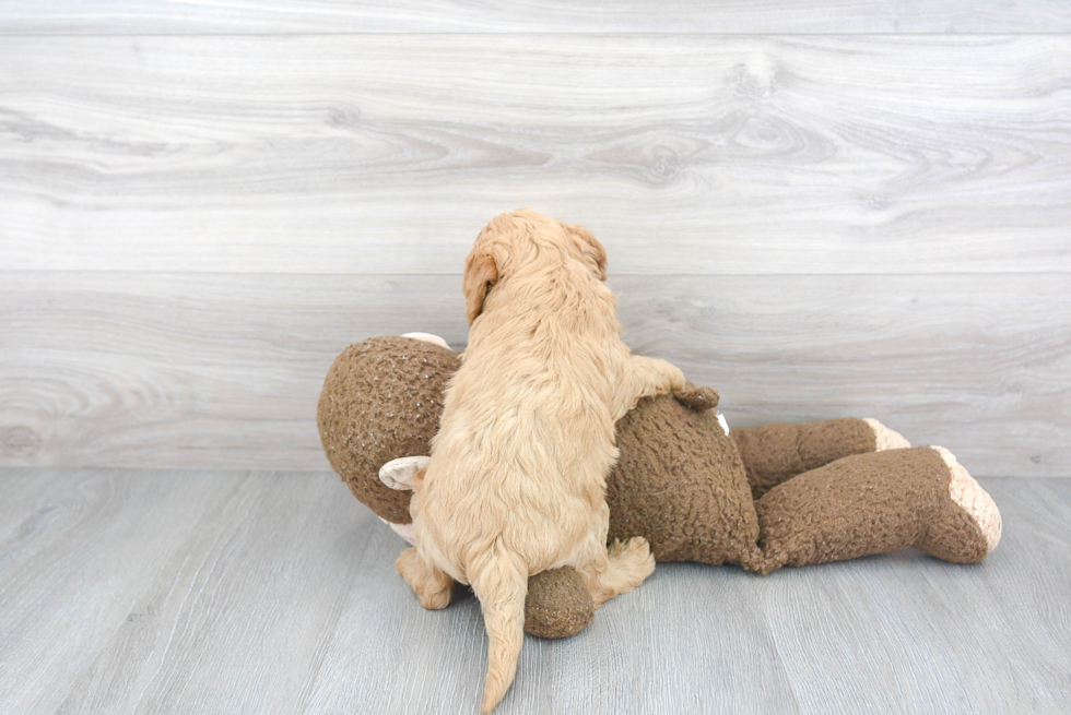 Funny Mini Goldendoodle Poodle Mix Pup