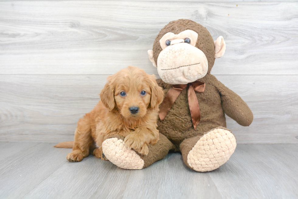 Mini Goldendoodle Puppy for Adoption