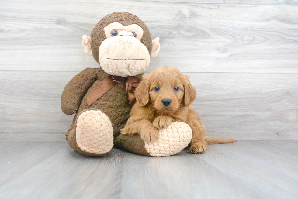 Friendly Mini Goldendoodle Baby