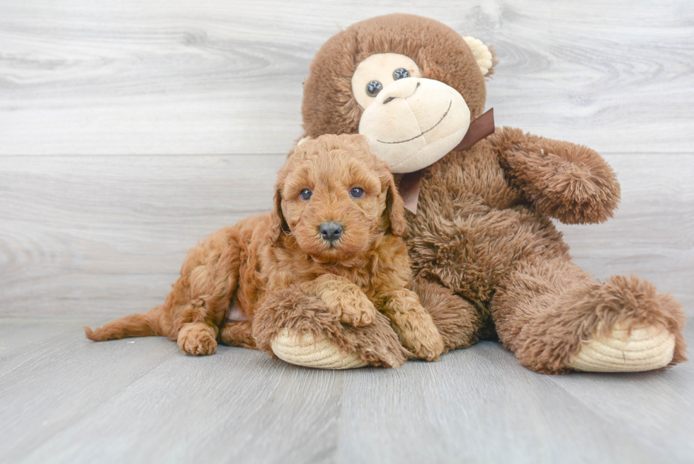 Mini Goldendoodle Puppy for Adoption