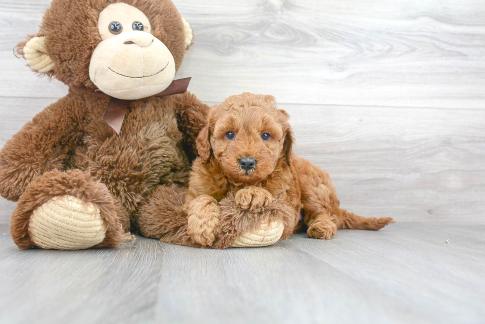 Adorable Golden Retriever Poodle Mix Puppy