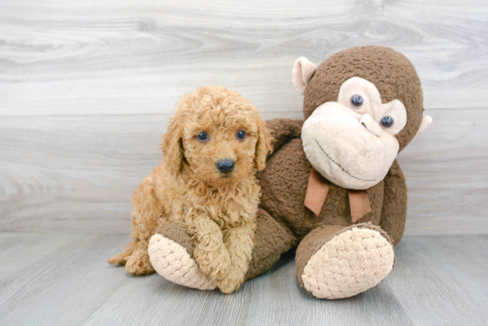 Cute Mini Goldendoodle Baby