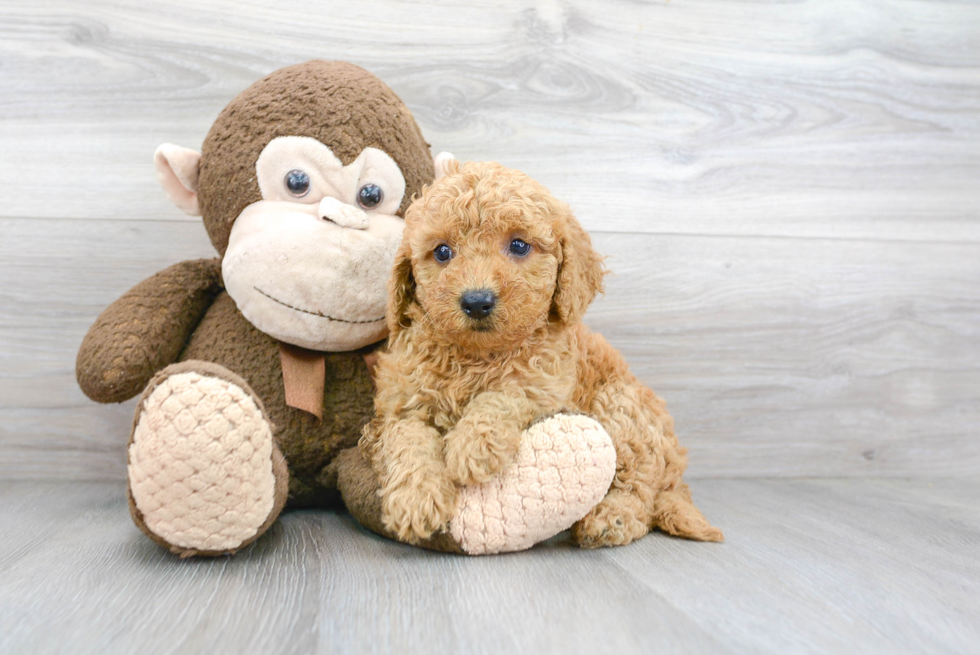 Mini Goldendoodle Puppy for Adoption