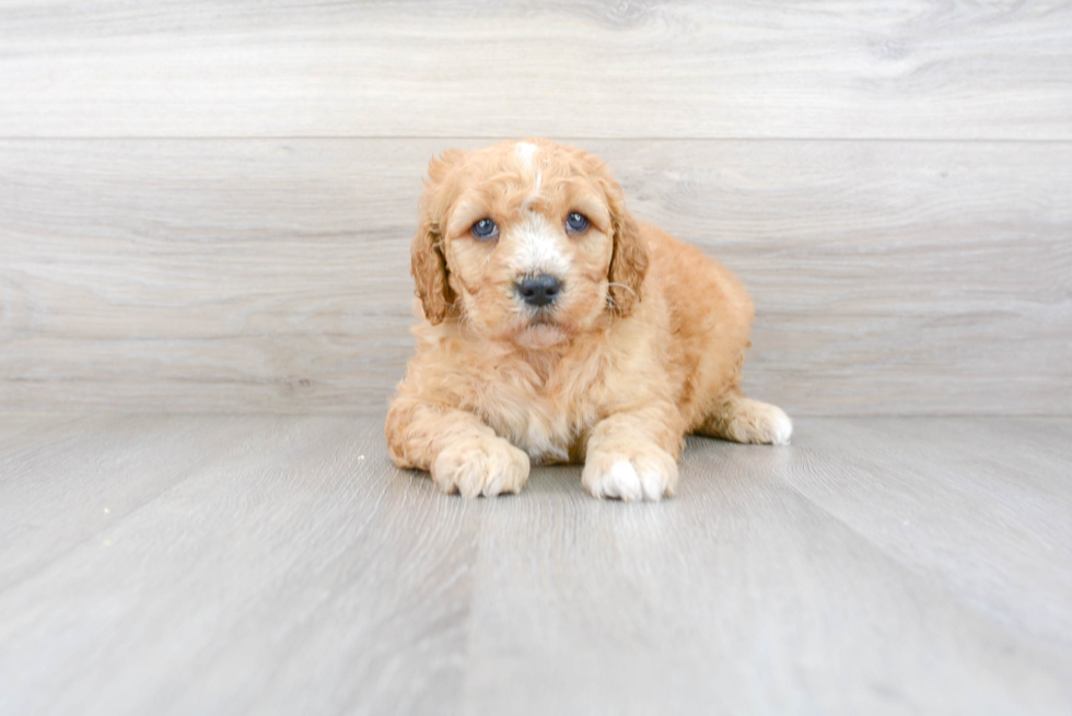 Cute Mini Goldendoodle Poodle Mix Pup