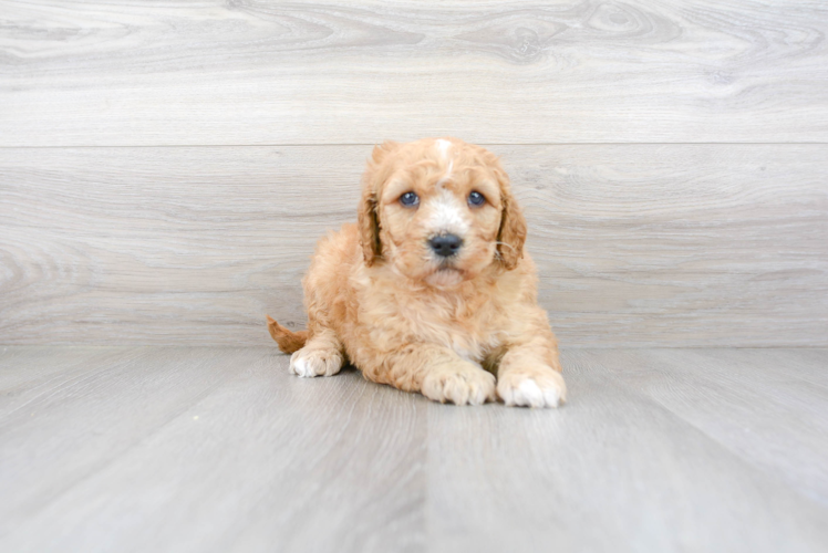 Mini Goldendoodle Pup Being Cute