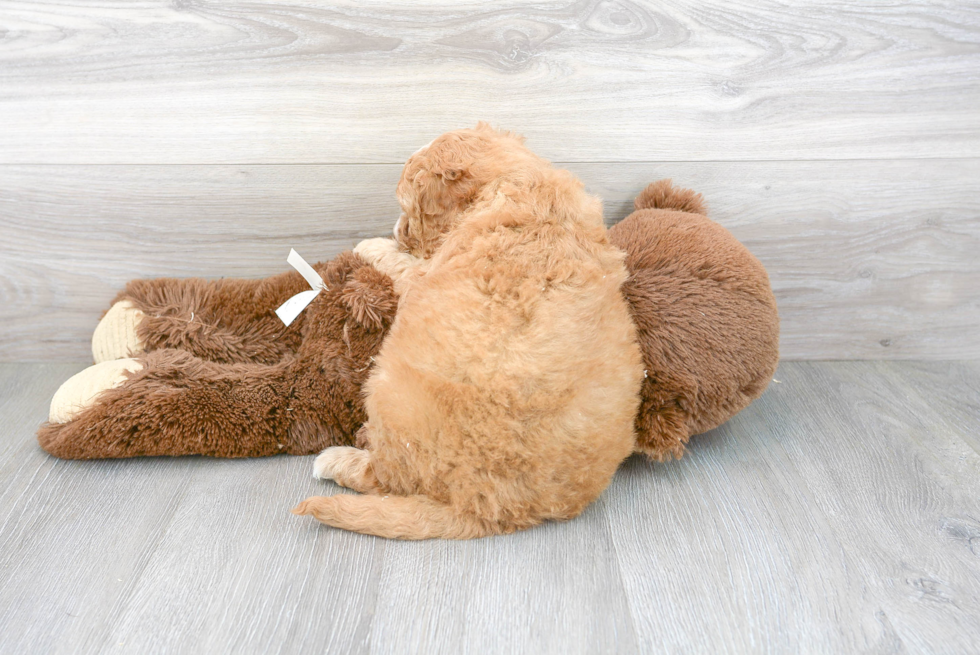Cute Mini Goldendoodle Baby