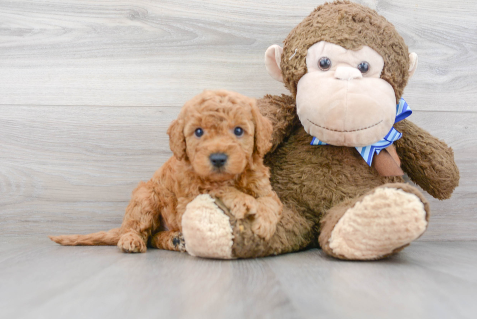 Adorable Golden Retriever Poodle Mix Puppy