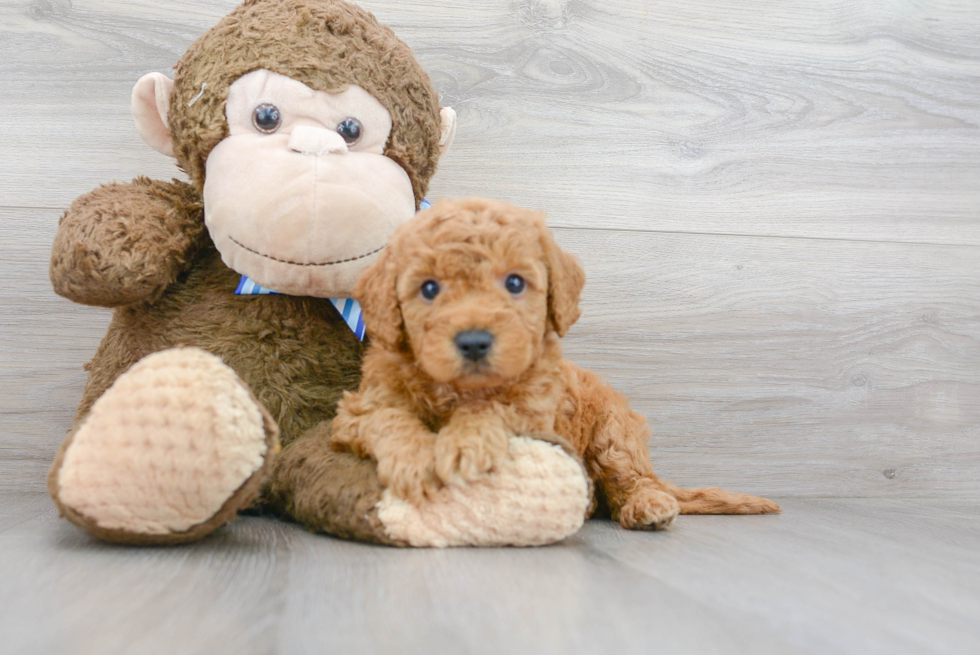 Mini Goldendoodle Puppy for Adoption