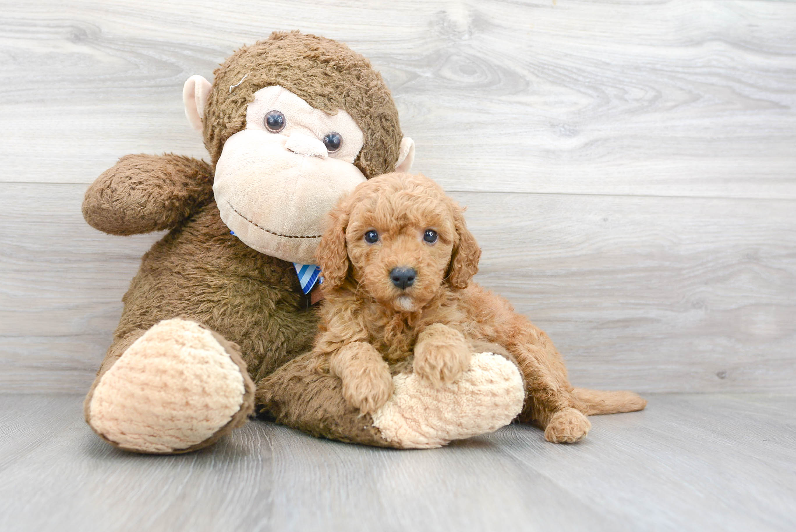 Mini Goldendoodle Puppy for Adoption