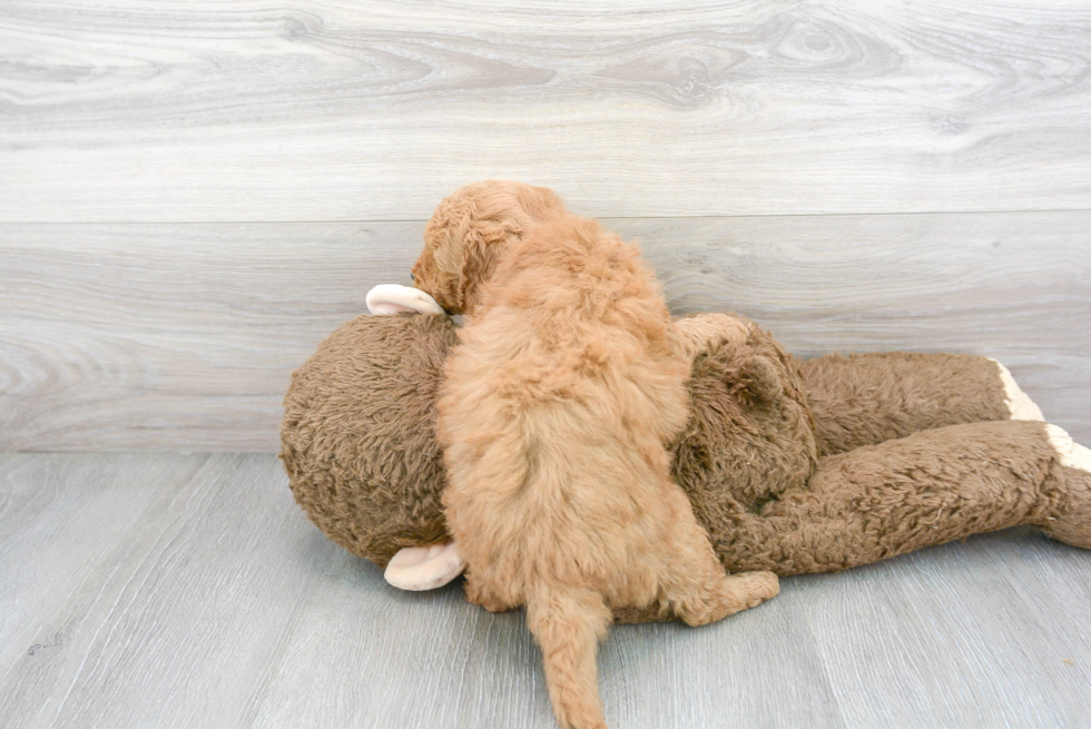 Smart Mini Goldendoodle Poodle Mix Pup