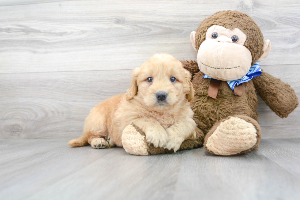 Funny Mini Goldendoodle Poodle Mix Pup