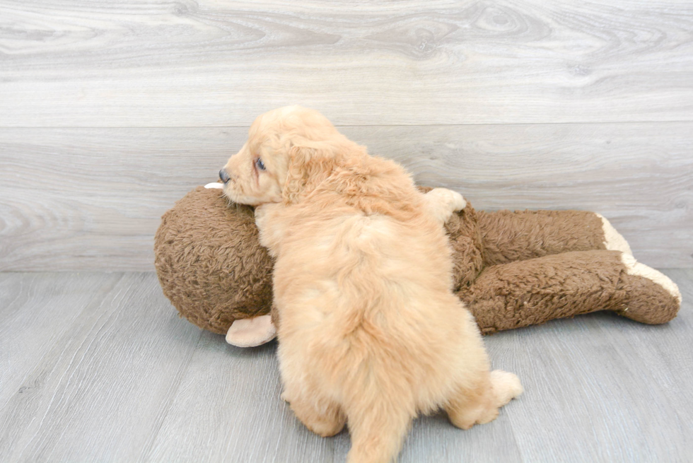 Adorable Golden Retriever Poodle Mix Puppy