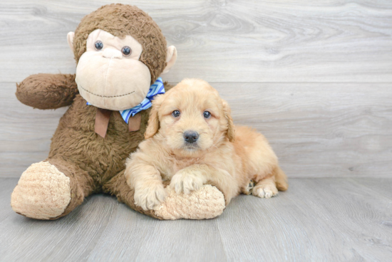 Best Mini Goldendoodle Baby