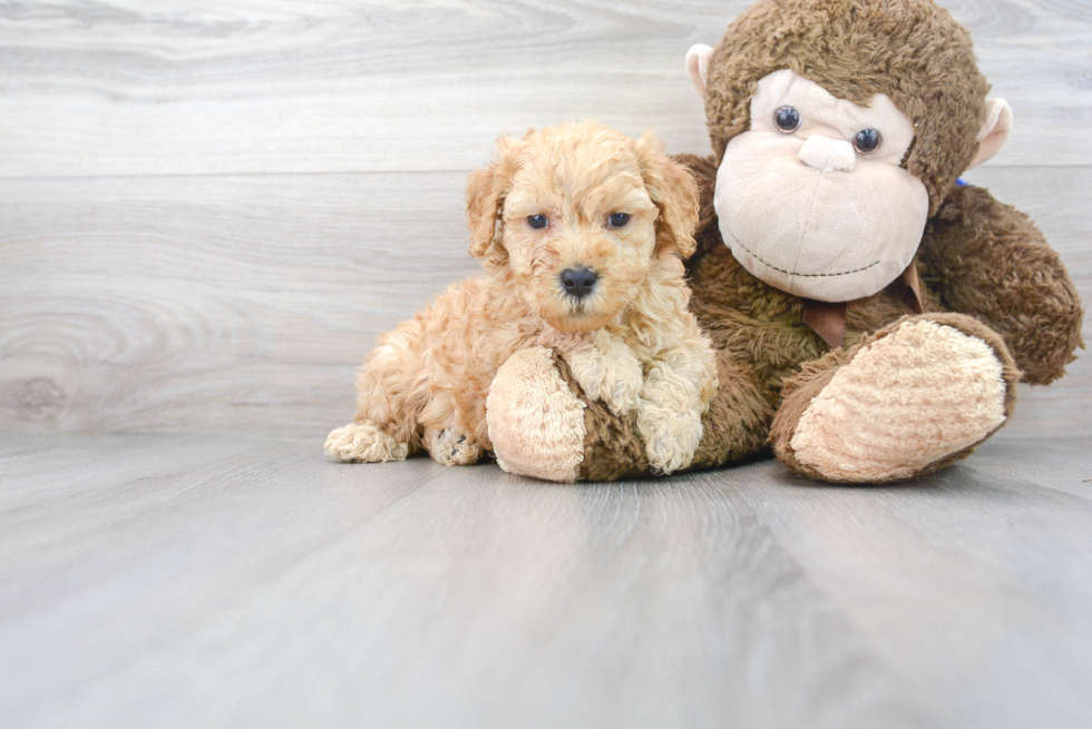 Mini Goldendoodle Pup Being Cute