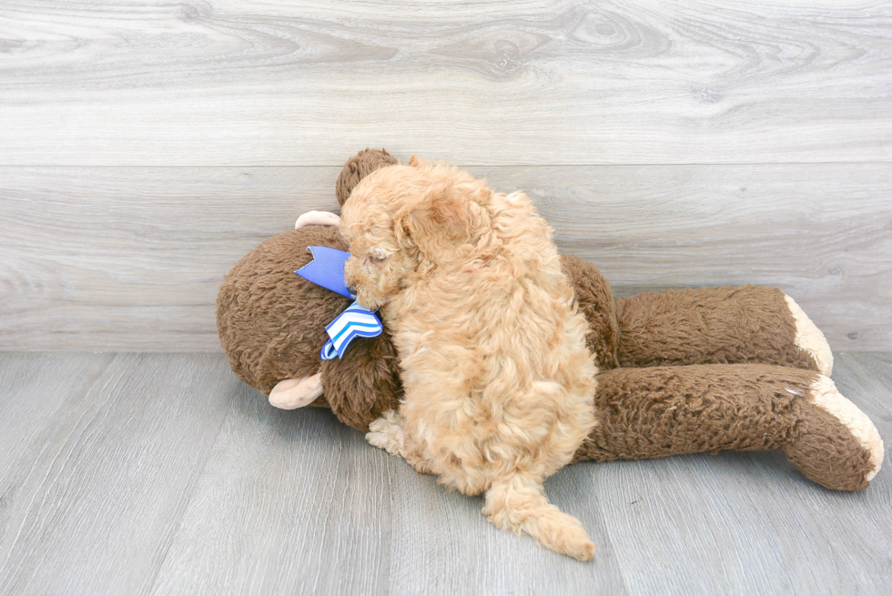 Energetic Golden Retriever Poodle Mix Puppy