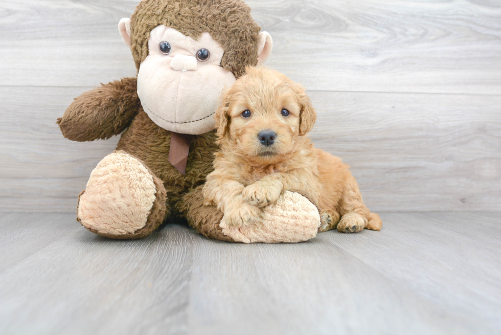 Mini Goldendoodle Pup Being Cute