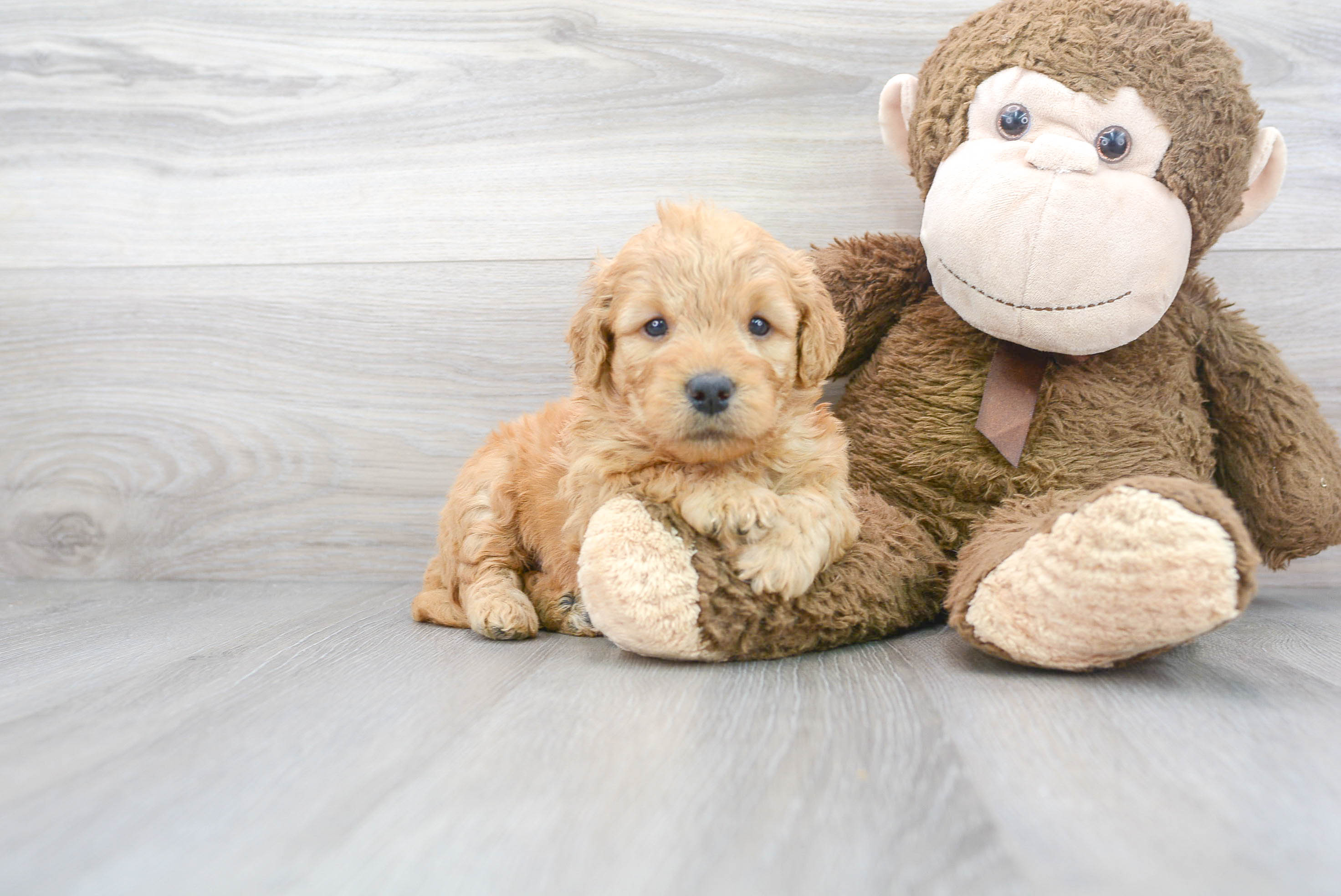 Best Mini Goldendoodle Baby