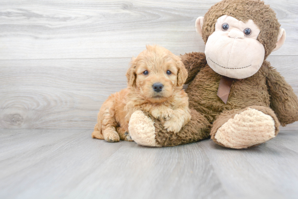 Best Mini Goldendoodle Baby