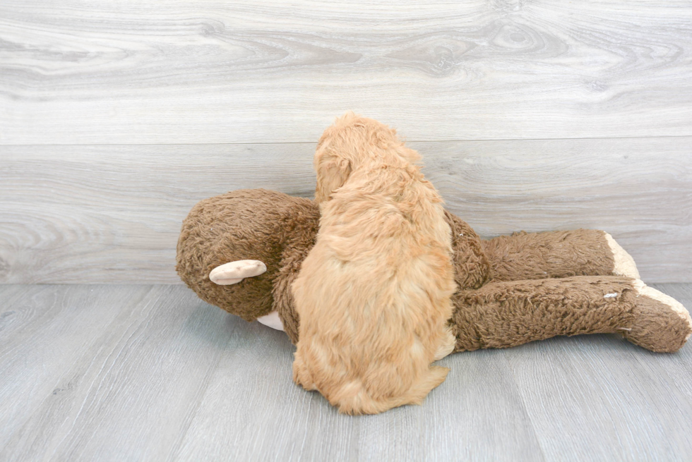 Fluffy Mini Goldendoodle Poodle Mix Pup