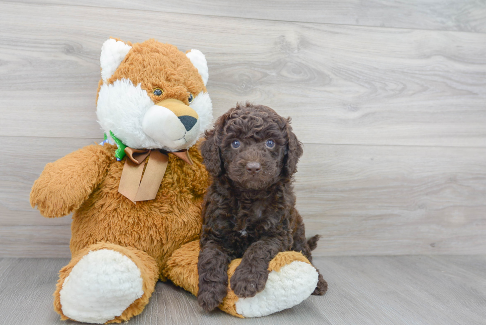 Energetic Golden Retriever Poodle Mix Puppy