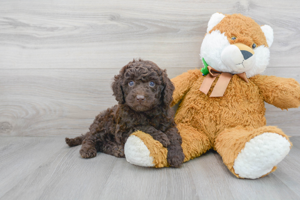 Funny Mini Goldendoodle Poodle Mix Pup