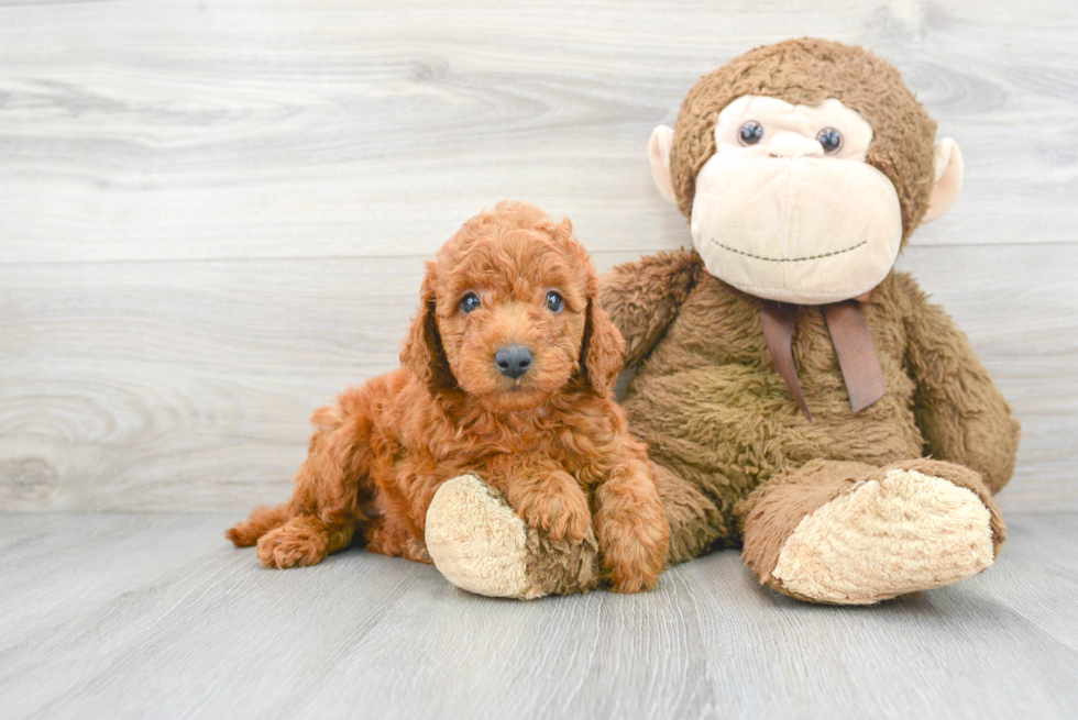 Best Mini Goldendoodle Baby