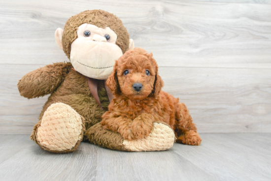 Smart Mini Goldendoodle Poodle Mix Pup