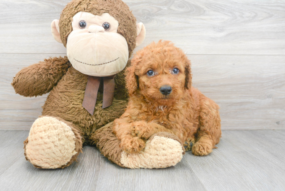 Mini Goldendoodle Pup Being Cute