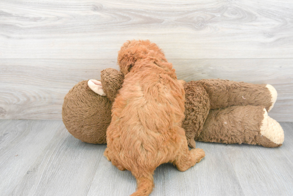 Friendly Mini Goldendoodle Baby