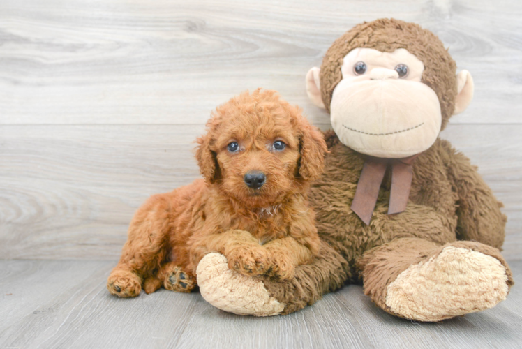 Fluffy Mini Goldendoodle Poodle Mix Pup