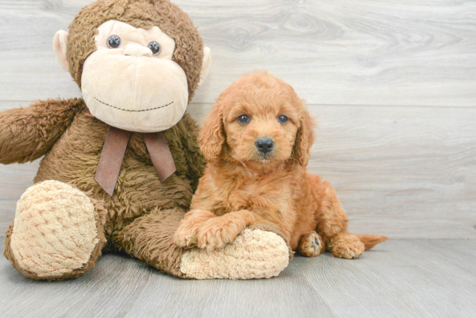 Best Mini Goldendoodle Baby