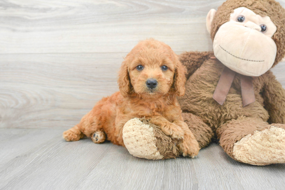 Mini Goldendoodle Pup Being Cute