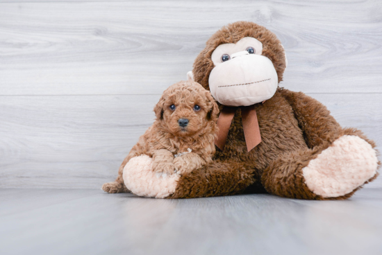 Mini Goldendoodle Pup Being Cute