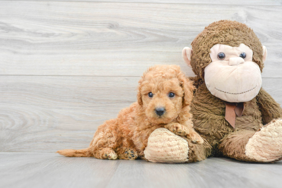 Friendly Mini Goldendoodle Baby