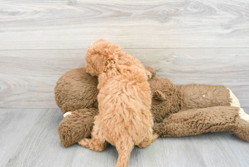 Smart Mini Goldendoodle Poodle Mix Pup